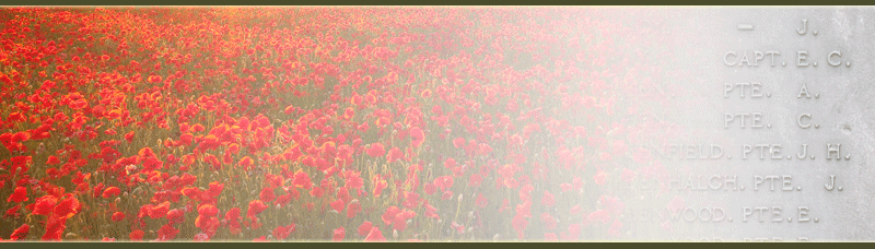 Poppy field image